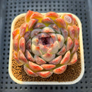 Echeveria 'Suji' 3" New Hybrid Succulent Plant Cutting
