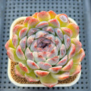 Echeveria 'Suji' 3" New Hybrid Succulent Plant Cutting