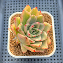 Echeveria Agavoides 'Gold Diamond' Variegated 3" Succulent Plant Cutting