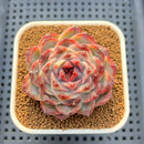 Echeveria sp. 3" Succulent Plant Cutting