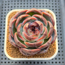 Echeveria 'Dark Opal' 3" Succulent Plant Cutting