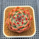 Echeveria Agavoides sp. 2"-3" Succulent Plant Cutting
