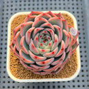 Echeveria 'Bonfire' 3" Succulent Plant Cutting