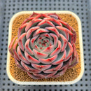Echeveria 'Bonfire' 3" Succulent Plant Cutting