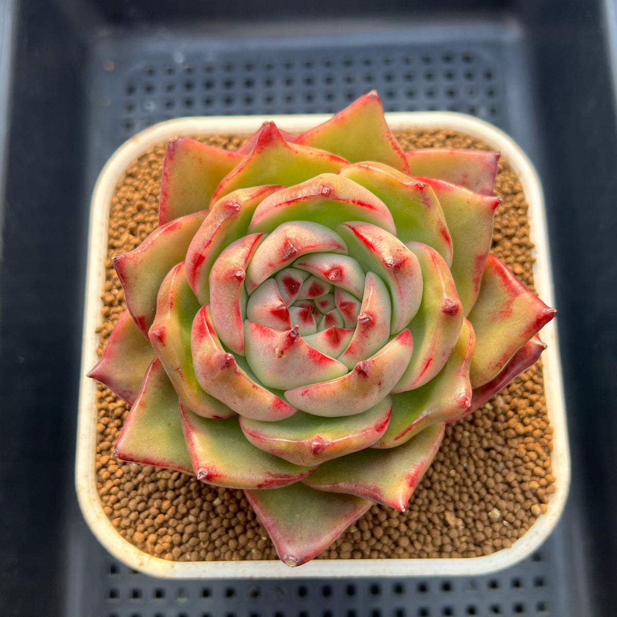 Echeveria Agavoides sp. 4" Succulent Plant Cutting