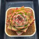 Echeveria Agavoides sp. 4" Succulent Plant Cutting