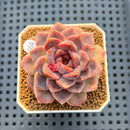 Echeveria 'Encino' x 'Black Queen' Hybrid 2" New Flower Village Hybrid Succulent Plant Cutting