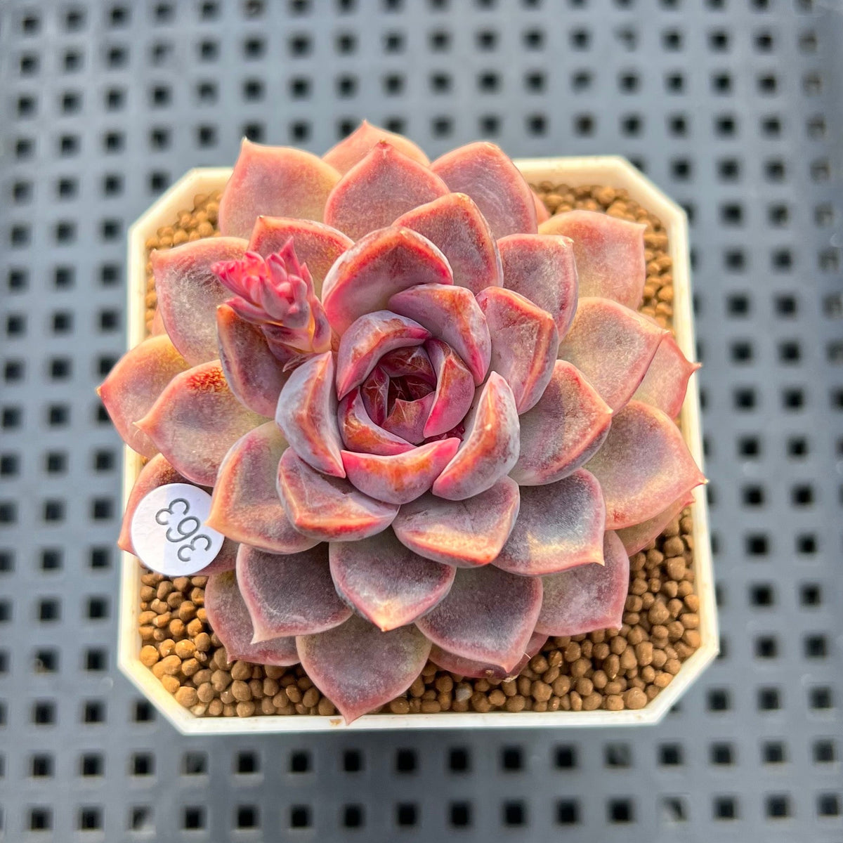 Echeveria 'Encino' x 'Black Queen' Hybrid 2" New Flower Village Hybrid Succulent Plant Cutting