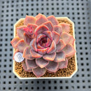 Echeveria 'Encino' x 'Black Queen' Hybrid 2" New Flower Village Hybrid Succulent Plant Cutting