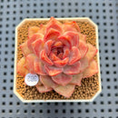 Echeveria 'Encino' x 'Black Queen' Hybrid 2" New Flower Village Hybrid Succulent Plant Cutting