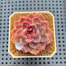 Echeveria 'Encino' x 'Black Queen' Hybrid 2" New Flower Village Hybrid Succulent Plant Cutting