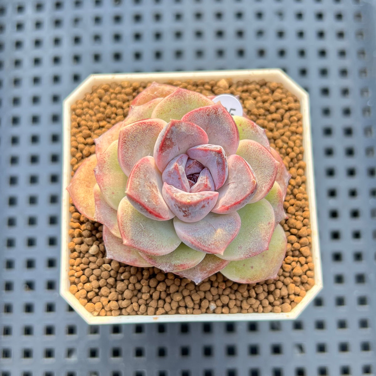 Echeveria 'Sarahime' x 'Black Queen' Hybrid 2" New Flower Village Hybrid Succulent Plant Cutting