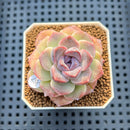 Echeveria 'Sarahime' x 'Black Queen' Hybrid 2" New Flower Village Hybrid Succulent Plant Cutting