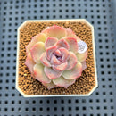 Echeveria 'Sarahime' x 'Black Queen' Hybrid 2" New Flower Village Hybrid Succulent Plant Cutting