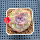 Echeveria 'Sarahime' x 'Black Queen' Hybrid 2" New Flower Village Hybrid Succulent Plant Cutting