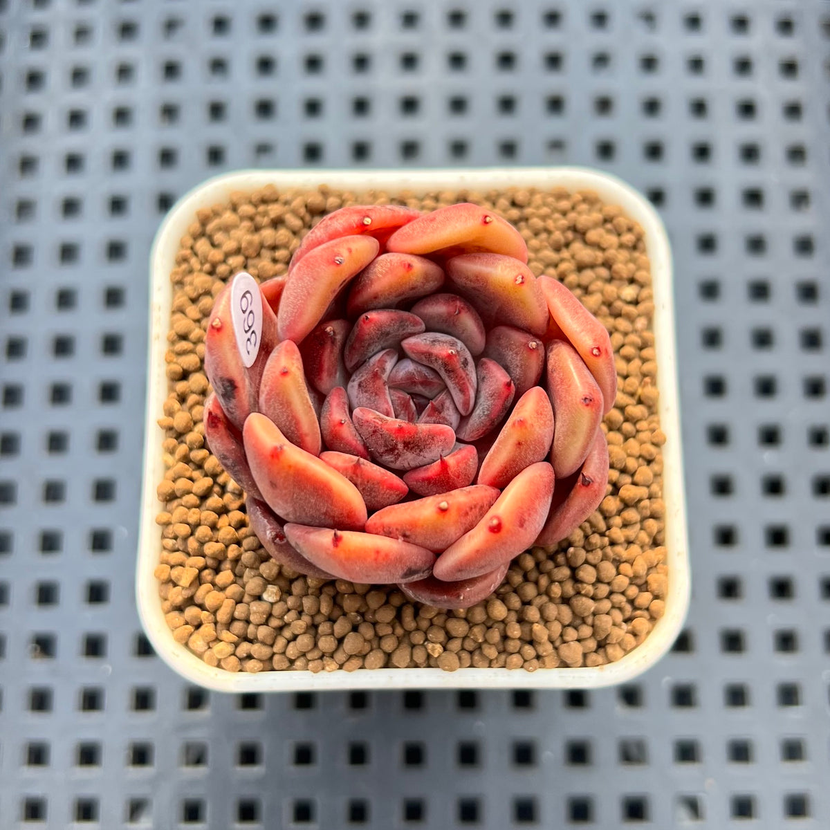 Echeveria 'Plum Turnet' x 'Hakuhou' Hybrid 2" New Flower Village Hybrid Succulent Plant Cutting