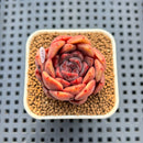 Echeveria 'Plum Turnet' x 'Hakuhou' Hybrid 2" New Flower Village Hybrid Succulent Plant Cutting