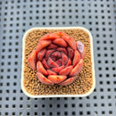 Echeveria 'Plum Turnet' x 'Hakuhou' Hybrid 2" New Flower Village Hybrid Succulent Plant Cutting