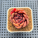 Echeveria 'Plum Turnet' x 'Hakuhou' Hybrid 2" New Flower Village Hybrid Succulent Plant Cutting