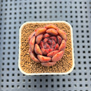 Echeveria 'Plum Turnet' x 'Hakuhou' Hybrid 2" New Flower Village Hybrid Succulent Plant Cutting