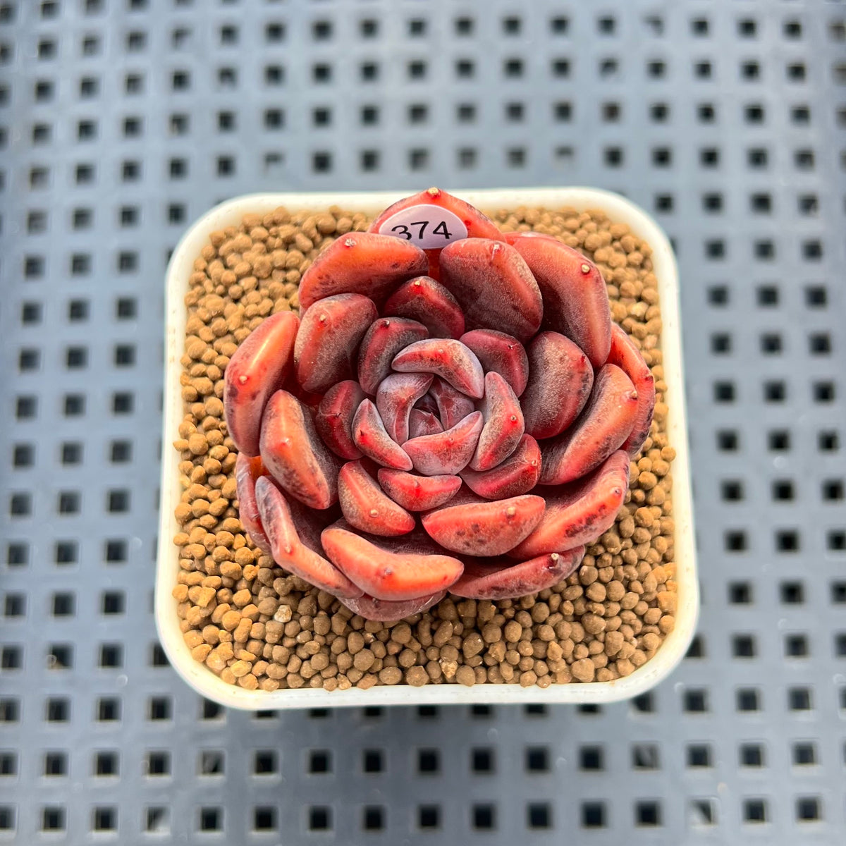 Echeveria 'Plum Turnet' x 'Hakuhou' Hybrid 2" New Flower Village Hybrid Succulent Plant Cutting