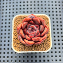Echeveria 'Plum Turnet' x 'Hakuhou' Hybrid 2" New Flower Village Hybrid Succulent Plant Cutting