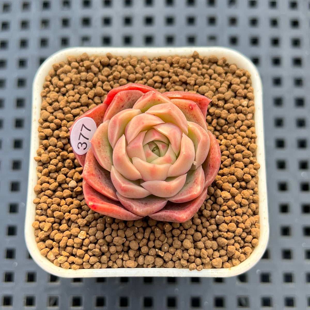 Echeveria 'Bultina' 1" New Flower Village Hybrid Succulent Plant Cutting