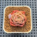 Echeveria 'Bultina' 1" New Flower Village Hybrid Succulent Plant Cutting