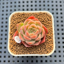 Echeveria 'Bultina' 1" New Flower Village Hybrid Succulent Plant Cutting
