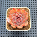 Echeveria 'Water Lily' x Laui Hybrid 2" New Flower Village Hybrid Succulent Plant Cutting