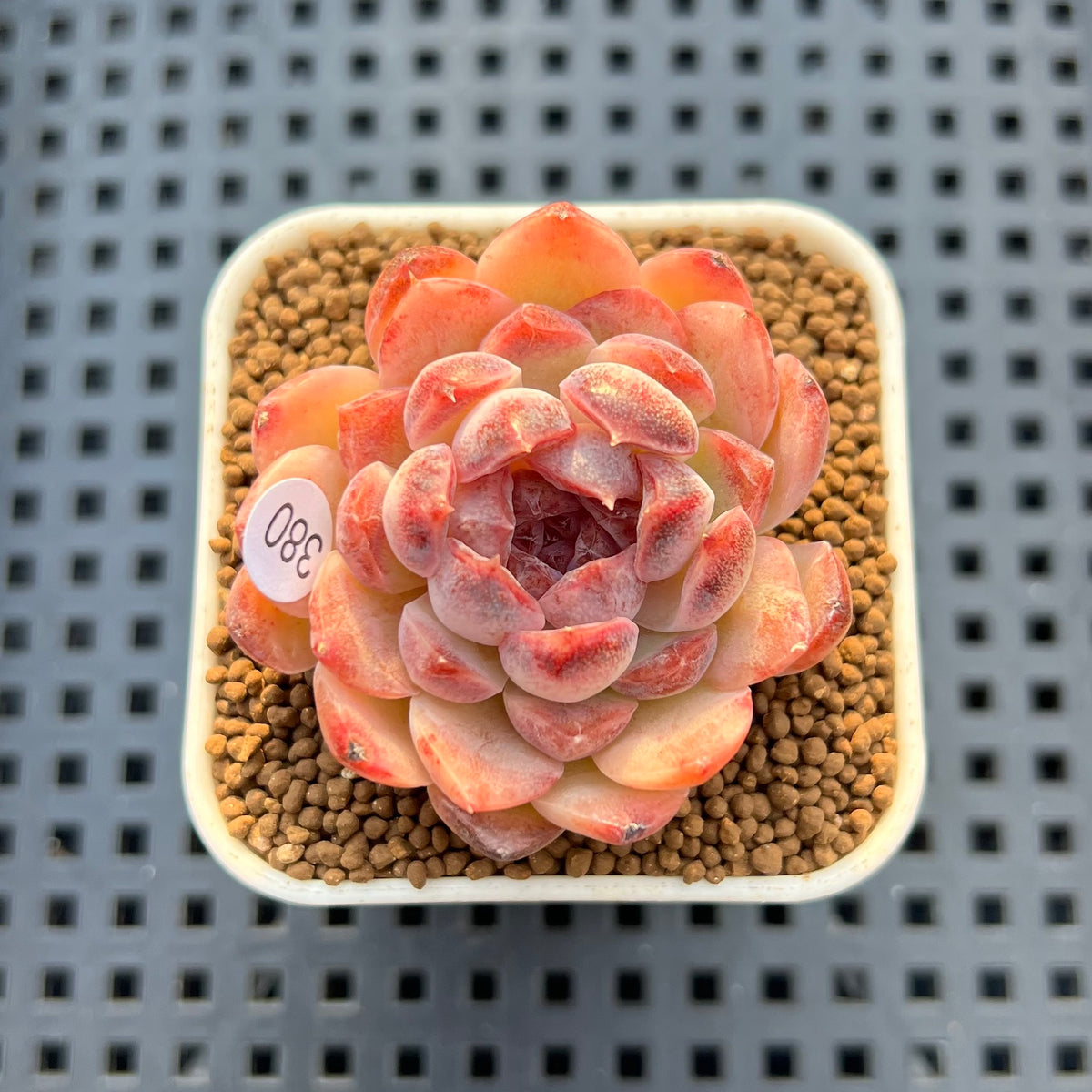 Echeveria 'Water Lily' x Laui Hybrid 2" New Flower Village Hybrid Succulent Plant Cutting
