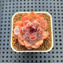 Echeveria 'Water Lily' x Laui Hybrid 2" New Flower Village Hybrid Succulent Plant Cutting