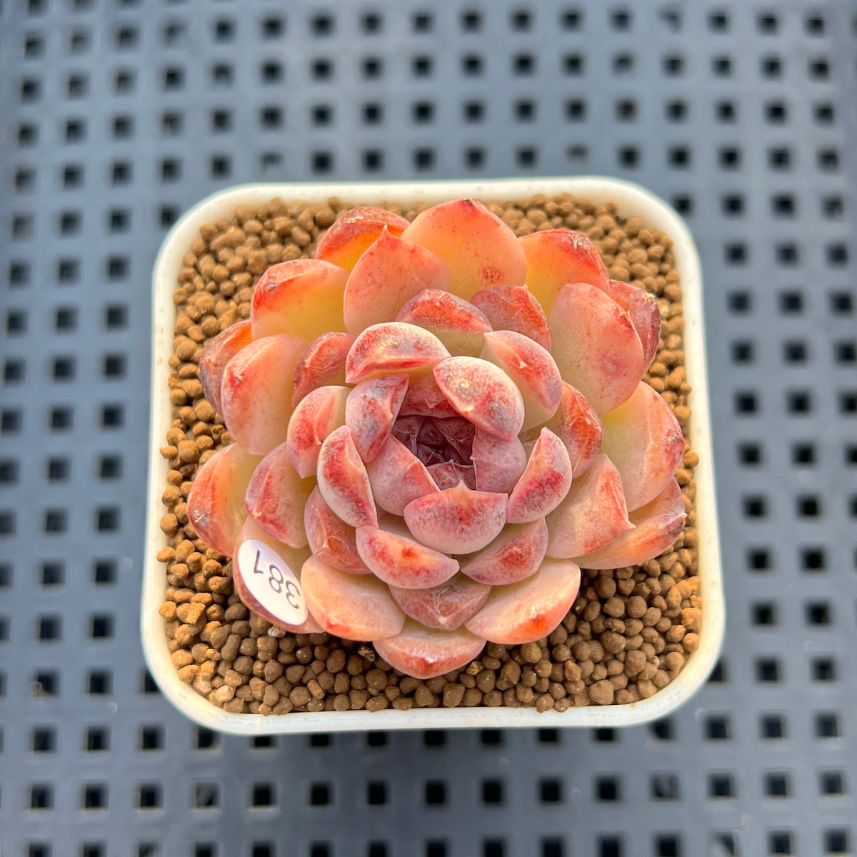 Echeveria 'Water Lily' x Laui Hybrid 2" New Flower Village Hybrid Succulent Plant Cutting