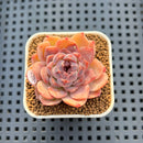 Echeveria 'Water Lily' x Laui Hybrid 2" New Flower Village Hybrid Succulent Plant Cutting