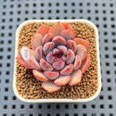 Echeveria 'Black Queen' x 'Laurensis' 2" New Flower Village Hybrid Succulent Plant Cutting