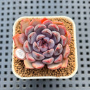 Echeveria 'Black Queen' x 'Laurensis' 2" New Flower Village Hybrid Succulent Plant Cutting