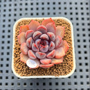Echeveria 'Black Queen' x 'Laurensis' 2" New Flower Village Hybrid Succulent Plant Cutting
