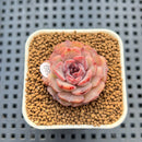 Echeveria 'Plum Turnet' x 'Black Queen' Hybrid 1" New Flower Village Hybrid Succulent Plant Cutting