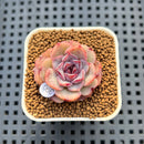 Echeveria 'Plum Turnet' x 'Black Queen' Hybrid 1" New Flower Village Hybrid Succulent Plant Cutting