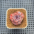 Echeveria 'Plum Turnet' x 'Black Queen' Hybrid 1" New Flower Village Hybrid Succulent Plant Cutting