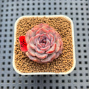 Echeveria 'Plum Turnet' x 'Black Queen' Hybrid 1" New Flower Village Hybrid Succulent Plant Cutting