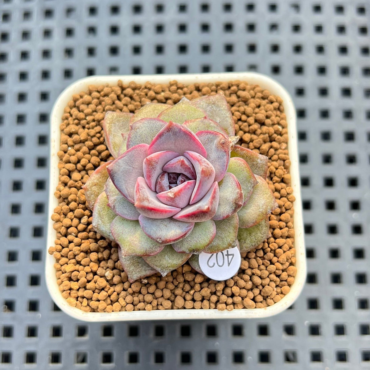 Echeveria 'Hyalina' x 'Black Queen' Hybrid 2" New Flower Village Hybrid Succulent Plant Cutting