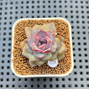Echeveria 'Hyalina' x 'Black Queen' Hybrid 2" New Flower Village Hybrid Succulent Plant Cutting