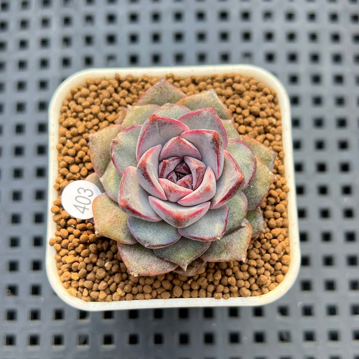 Echeveria 'Hyalina' x 'Black Queen' Hybrid 2" New Flower Village Hybrid Succulent Plant Cutting