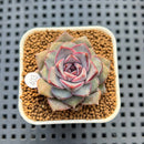 Echeveria 'Hyalina' x 'Black Queen' Hybrid 2" New Flower Village Hybrid Succulent Plant Cutting
