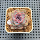 Echeveria 'Hyalina' x 'Black Queen' Hybrid 2" New Flower Village Hybrid Succulent Plant Cutting