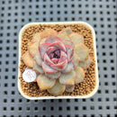 Echeveria 'Hyalina' x 'Black Queen' Hybrid 2" New Flower Village Hybrid Succulent Plant Cutting