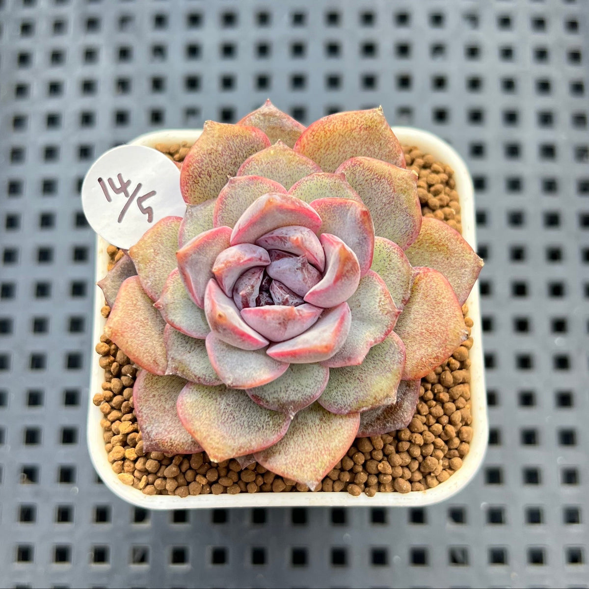 Echeveria 'Hyalina' x 'Black Queen' Hybrid 2" New Flower Village Hybrid Succulent Plant Cutting
