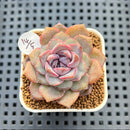 Echeveria 'Hyalina' x 'Black Queen' Hybrid 2" New Flower Village Hybrid Succulent Plant Cutting