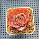Echeveria 'Pink Flora' 2" Succulent Plant Cutting